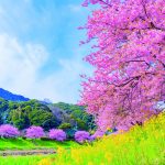 熱海梅園・河津桜・石垣いちご旅（2泊3日）